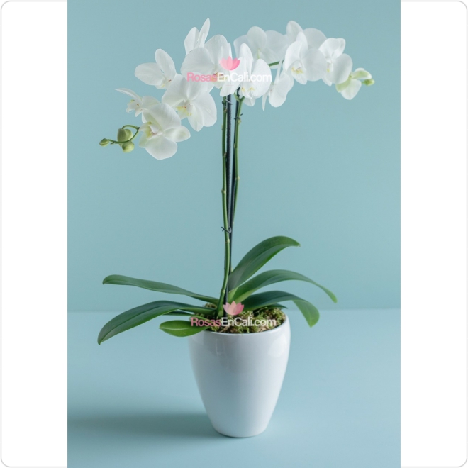 Orquídea en matera